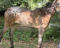 stallion-appaloosa-appendix-horse