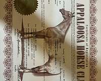bay-appaloosa-appendix-filly