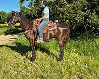 gaited-tennessee-walking-horse