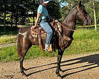 husband-safe-tennessee-walking-horse