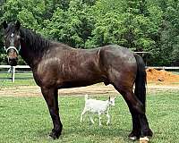 bay-draft-gelding