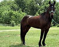 bay-gelding-for-sale