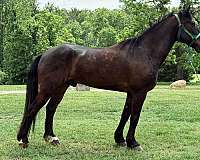 16-hand-draft-gelding