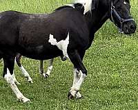 dark-brown-white-horse