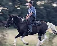 athletic-paint-horse