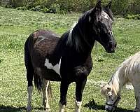 breeding-paint-horse