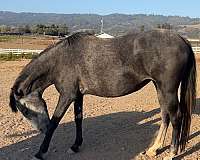 affordable-andalusian-horse
