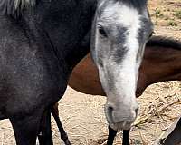 all-around-andalusian-horse