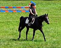 schoolma-thoroughbred-horse
