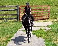bay-schoolma-horse
