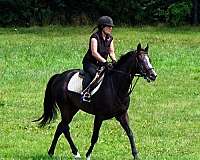 schoolma-gelding
