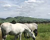 15-hand-andalusian-mare