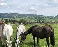 15-hand-andalusian-horse