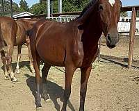 15-hand-mare