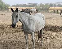 available-andalusian-horse