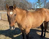 dun-lesson-trail-horse
