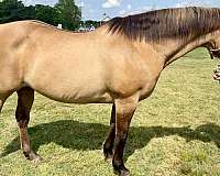lesson-trail-quarter-horse