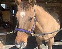 dun-quarter-horse-mare
