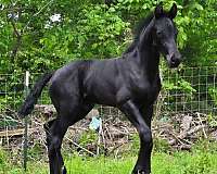 hunt-seat-equ-friesian-horse