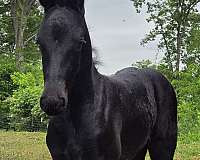 friesian-for-sale-colt