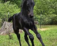 north-carolina-colt