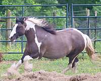 grulla-ghra-stallion