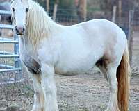 flashy-gypsy-vanner-horse