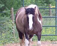 tobiano-horse