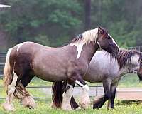 grulla-tobiano-horse