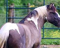 breeding-gypsy-vanner-horse