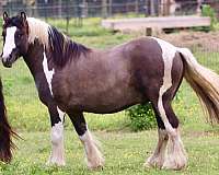 driving-gypsy-vanner-horse