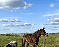 dependable-arabian-horse