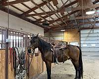 hank-arabian-horse
