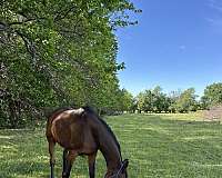 listens-arabian-horse