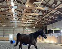 pace-arabian-horse