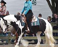 blue-eye-horse