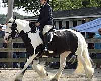 all-around-gypsy-vanner-horse
