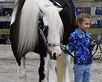 beginner-gypsy-vanner-horse