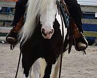 blue-eyed-gypsy-vanner-horse