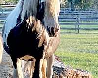 companion-gypsy-vanner-horse