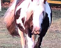 english-pleasure-gypsy-vanner-horse