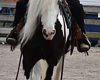kid-safe-gypsy-vanner-horse