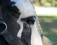 parade-gypsy-vanner-horse