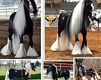 feathered-classic-gypsy-vanner-horse