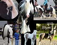 flashy-colt-gypsy-vanner-horse