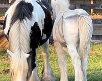 national-gypsy-vanner-horse