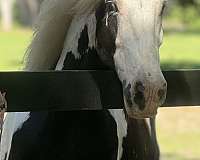standing-stallions-gypsy-vanner-horse