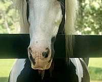 supreme-gypsy-vanner-horse