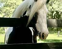 tennesse-gypsy-vanner-horse