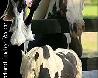 piebald-blue-eye-horse